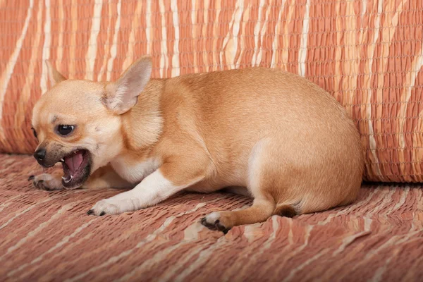 Chihuahua puppy lying on sofa, 4 months old female — Stock Photo, Image