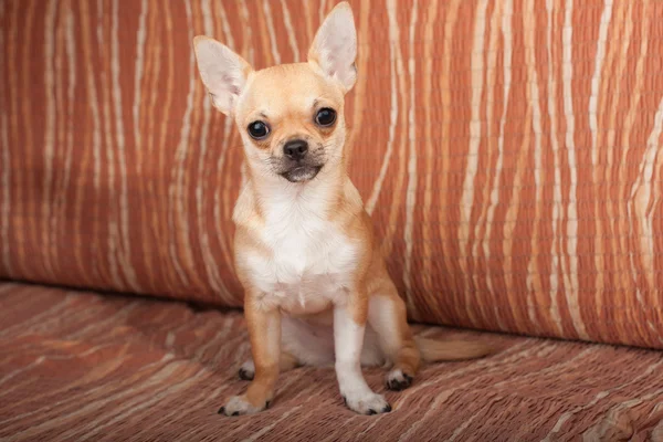 Chihuahua köpek yavrusu kanepeye, 4 aylık dişi oturan — Stok fotoğraf