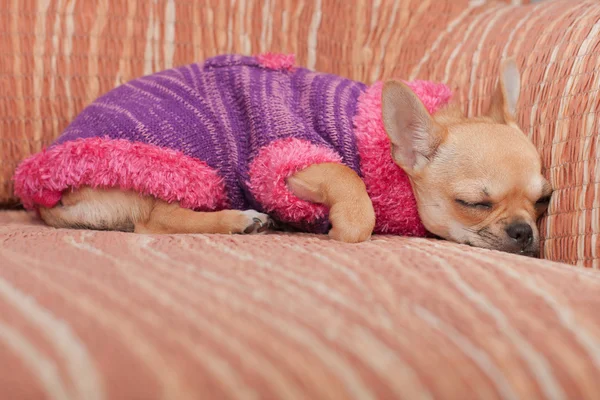 Chihuahua cachorro vestido con jersey durmiendo en sofá — Foto de Stock