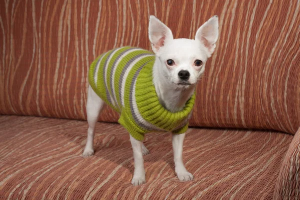 Beyaz kazak ayakta Divan ile giyinmiş Chihuahua — Stok fotoğraf