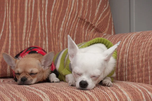 Dos perros Chihuahua vestidos con pullovers descansando en el sofá — Foto de Stock