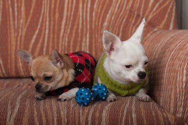Koltukta oturan pullovers ile giyinmiş iki Chihuahua köpek