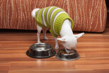 Beyaz granül evde besleme kazak ile giyinmiş Chihuahua