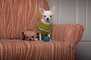 Koltukta oturan pullovers ile giyinmiş iki Chihuahua köpek