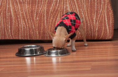 Chihuahua puppy dressed with pullover feeding granules at home. clipart