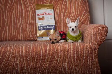 Koltukta oturan pullovers ile giyinmiş iki Chihuahua köpek