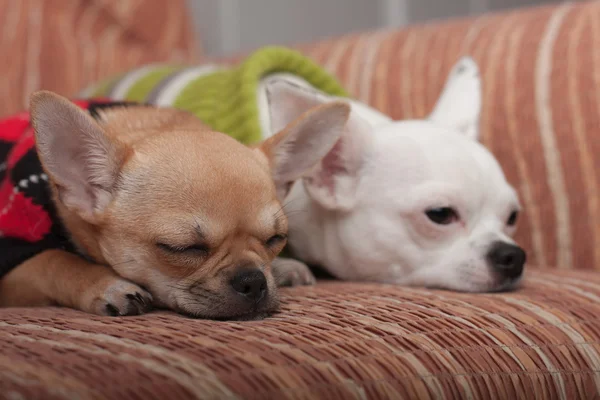 Dos perros Chihuahua vestidos con pullovers descansando en el sofá — Foto de Stock