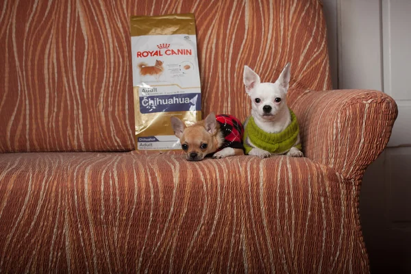 Koltukta oturan pullovers ile giyinmiş iki Chihuahua köpek