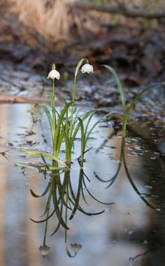 Göl Vernum, Bahar çiçek doğa rezerv