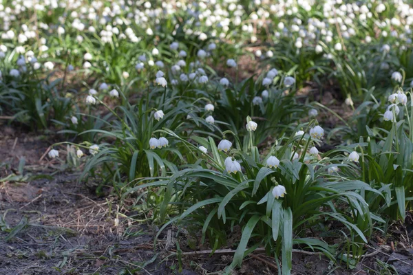 Śnieżyca Vernum, wiosna kwiatów w rezerwacie przyrody — Zdjęcie stockowe