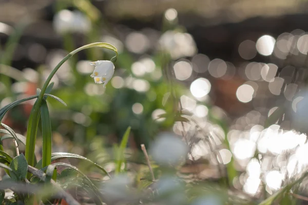 Leucojum Vernum, λουλούδι άνοιξη στην φύση αποθεματικό — Φωτογραφία Αρχείου