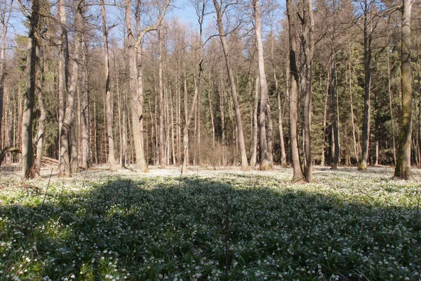Leucojum Vernum, voorjaar bloem in natuurgebied — Stockfoto