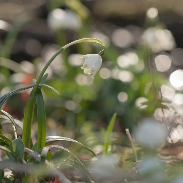 Leucojum Vernum, fiore primaverile nella riserva naturale — Foto Stock