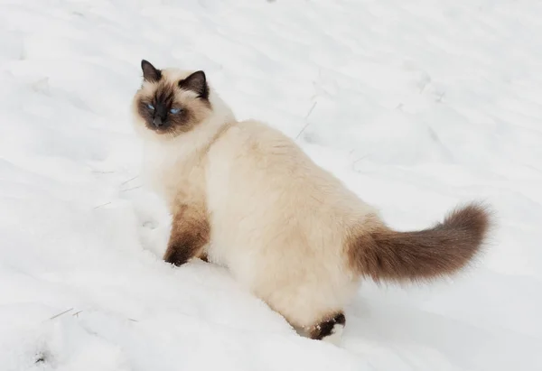 Seal Point Birman Cat Year Old Cat Male Blue Eyes — Stock Photo, Image