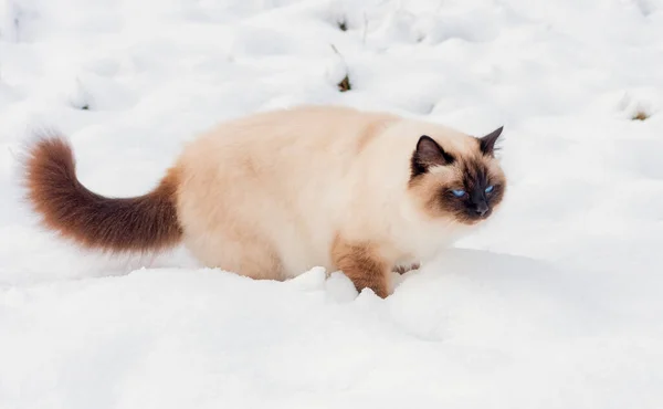 Een Zeehond Punt Birman Kat Jaar Oud Kat Mannetje Met — Stockfoto