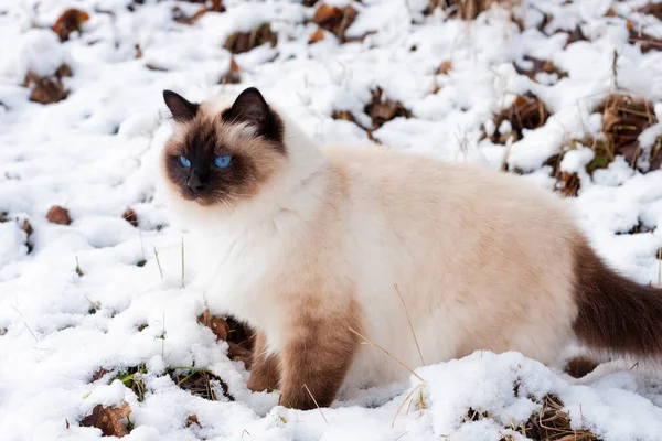 A seal point Birman cat, 4 year old cat, male with blue eyes is walking in garden in winter time in the snow.