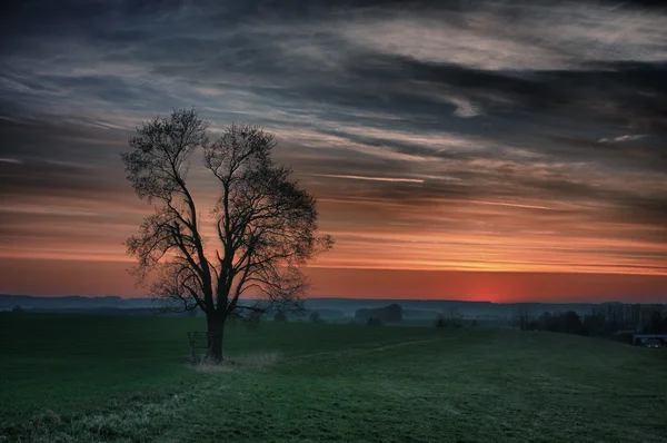 Eenzame boom en mooie hemel bij zonsondergang in hdr fotografie — Stockfoto