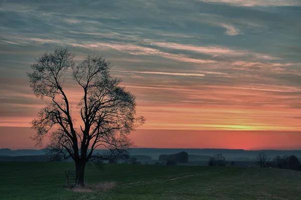 Samotne drzewo i piękne niebo o zachodzie słońca w hdr Fotografia — Zdjęcie stockowe