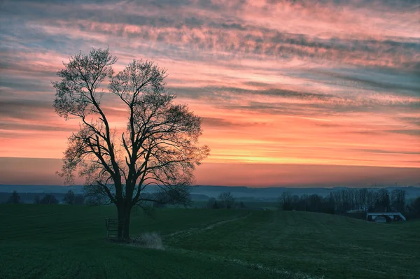 Одинокое дерево и красивое небо на закате в кадре — стоковое фото