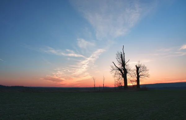 Osamělý strom při západu slunce — Stock fotografie