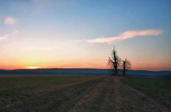 Самотнє дерево на заході сонця — стокове фото