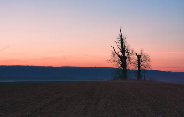 Osamělý strom při západu slunce — Stock fotografie