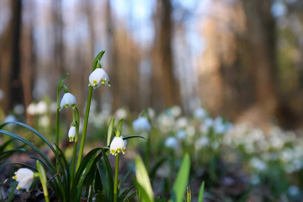 Gotas de nieve galanthus nivalis especies protegidas — Foto de Stock