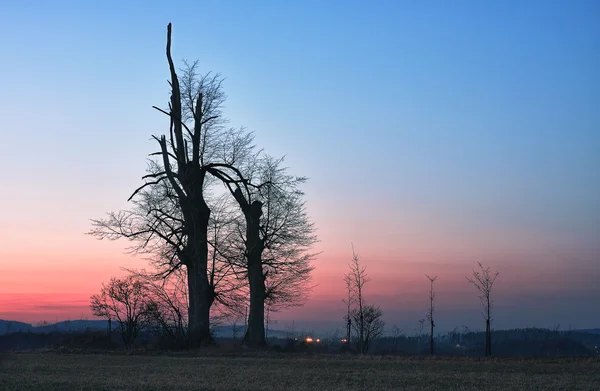 Osamělý strom při západu slunce — Stock fotografie