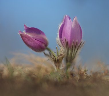 Bahar çiçek Pasqueflower - Pulsatilla grandis