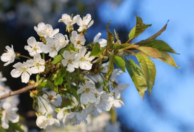Elma ağacı ağaç çiçek-bahar çiçekleri