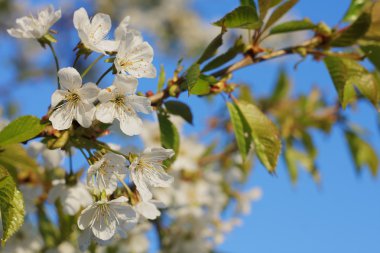 Elma ağacı ağaç çiçek-bahar çiçekleri