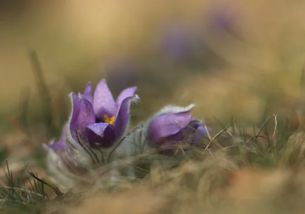 Vårblomma Pasqueflower - Pulsatilla grandis — Stockfoto