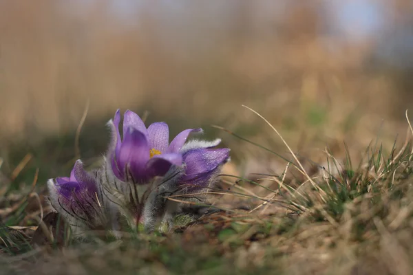 Flor de primavera Pasqueflower- Pulsatilla grandis —  Fotos de Stock