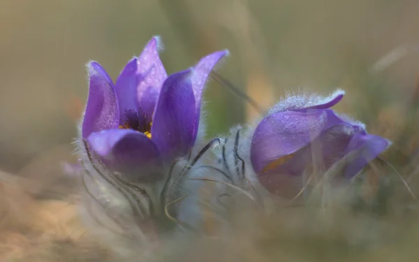 春天的花朵白头翁-白头翁巨桉 — 图库照片