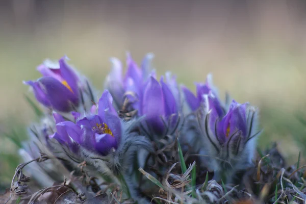 Flor de primavera Pasqueflower- Pulsatilla grandis —  Fotos de Stock
