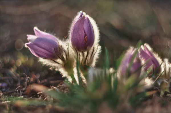 Flor de primavera Pasqueflower- Pulsatilla grandis —  Fotos de Stock