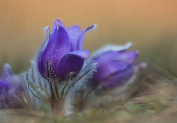 Άνοιξη λουλούδι Pasqueflower - Pulsatilla grandis — Φωτογραφία Αρχείου