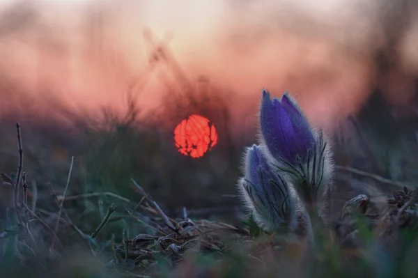 Spring flower Pulsatilla grandis sunset
