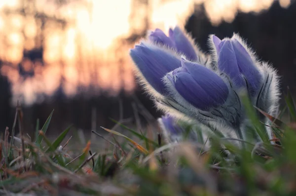 Flor de primavera después de la puesta del sol Pasqueflower- Pulsatilla grandis —  Fotos de Stock