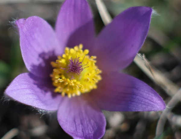 Spring flower Pasqueflower- Pulsatilla grandis — Stock Photo, Image