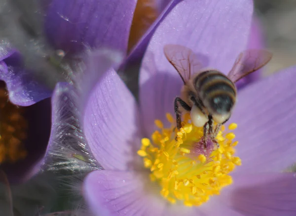 Miel de abeja en pasqueflower —  Fotos de Stock