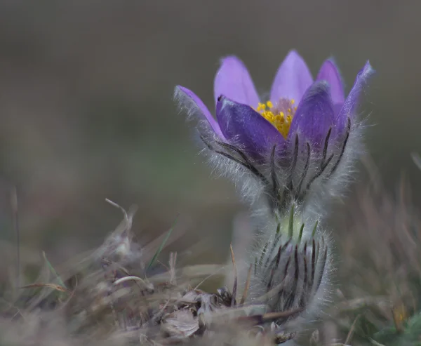 Vårblomma Pasqueflower - Pulsatilla grandis — Stockfoto