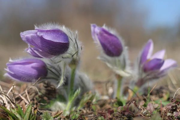 Vårblomma Pasqueflower - Pulsatilla grandis — Stockfoto