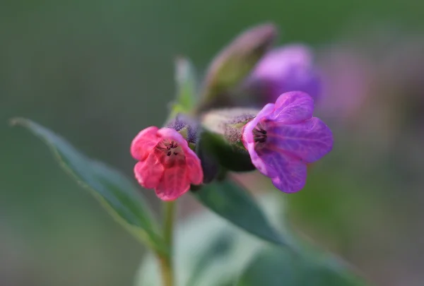 Λουλούδι άνοιξη Pulmonaria officinalis (lungwort) — Φωτογραφία Αρχείου