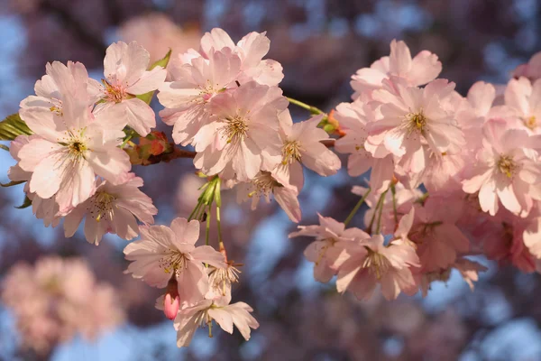 Sakura flor de cerezo (Prunus serrulata ) —  Fotos de Stock
