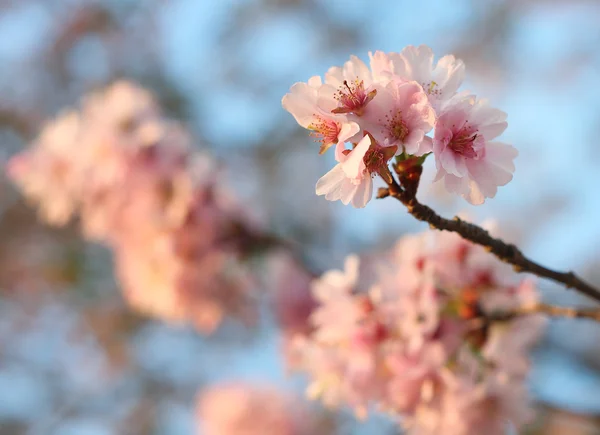 Sakura-Kirschblüte (Prunus serrulata)) — Stockfoto