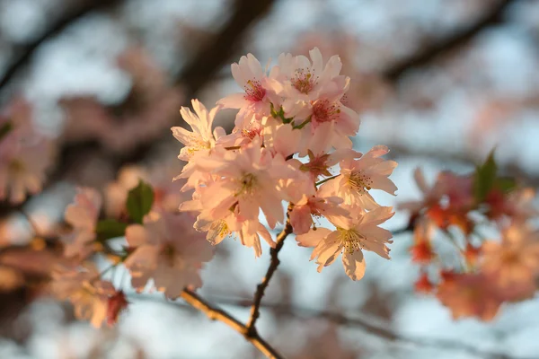 Sakura flor de cerezo (Prunus serrulata ) — Foto de Stock