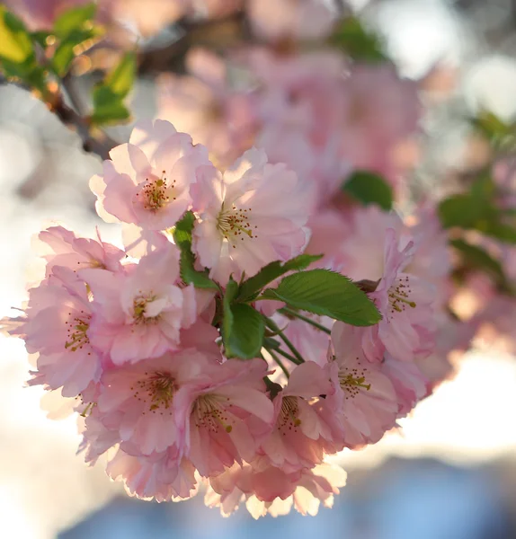 Sakura-Kirschblüte (Prunus serrulata)) — Stockfoto