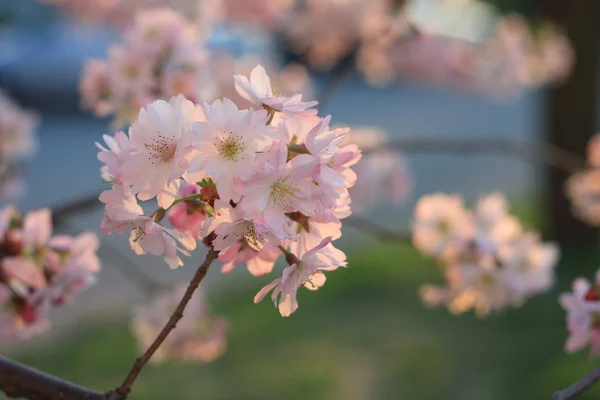 Sakura-Kirschblüte (Prunus serrulata)) — Stockfoto