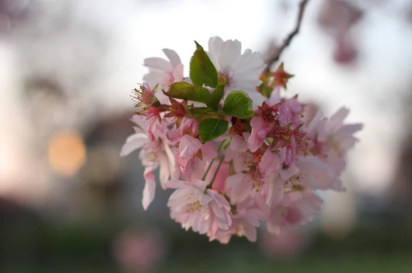 Sakura flor de cerezo (Prunus serrulata ) —  Fotos de Stock